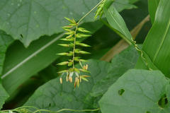 Chionachne koenigii